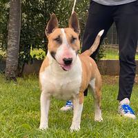 Bull terrier standard