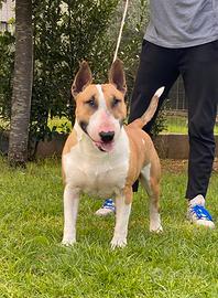 Bull terrier standard