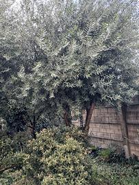  pianta olivo 40 anni