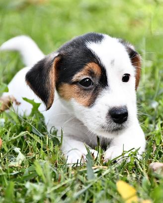 Cuccioli jack russell terrier