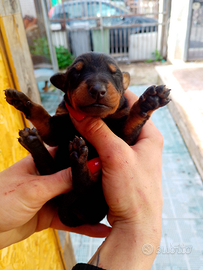 Cuccioli dobberman taglia grande