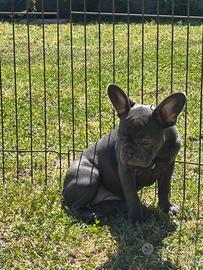 Bulldog francese blu
