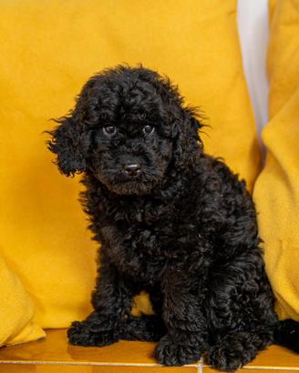 Cuccioli barboncino