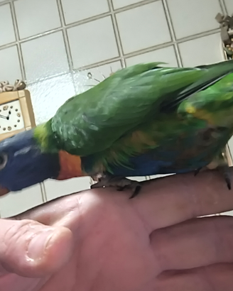 Lori arcobaleno