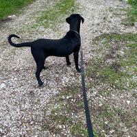 Cane corso femmina