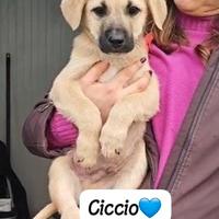 Cucciola cucciolo mix labrador