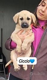 Cucciola cucciolo mix labrador