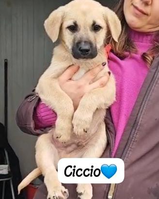 Cucciola cucciolo mix labrador