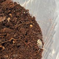 Porcellio laevis dalmata
