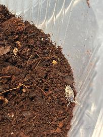 Porcellio laevis dalmata
