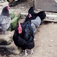 Due galline ed un gallo Australorp