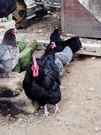 Due galline ed un gallo Australorp