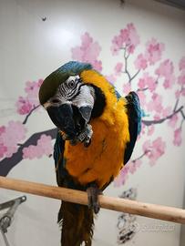 Cucciolo di ara arauna