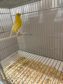 Canarini maschi 2025