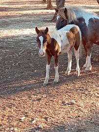 pony maschio 