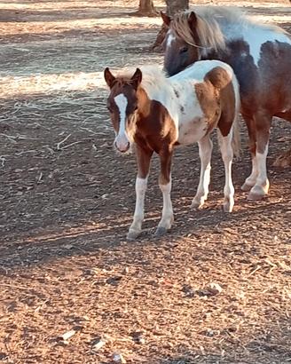 pony maschio 