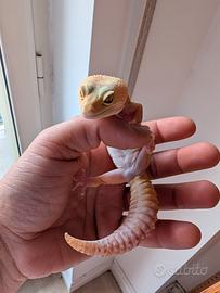 Coppia gechi leopardini