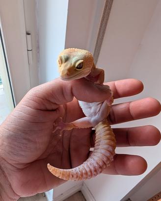 Coppia gechi leopardini