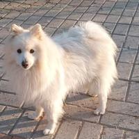 Cobra volpino bianco