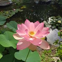 fior di loto, piante acquatiche, rizomi