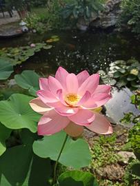 fior di loto, piante acquatiche, rizomi