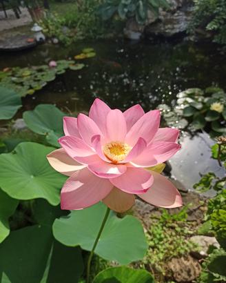 fior di loto, piante acquatiche, rizomi