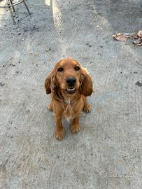 Cocker Spaniel
