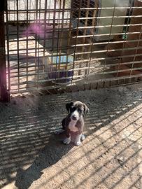 Incrocio segugia maremmana e cirneca