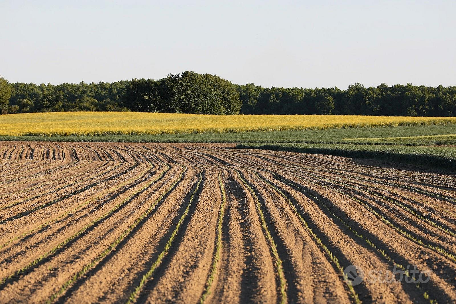 Terreno Agricolo 24 Ettari - Apricena - Vista 5