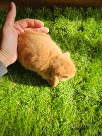 Ariete minilop madagascar e altri colorazioni