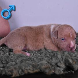 American Bully XL