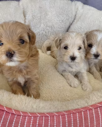 Cuccioli Maltipoo