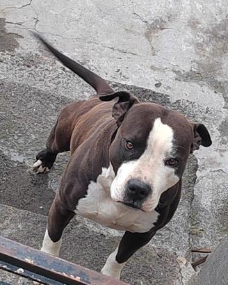 American pitbull terrier ukc maschio