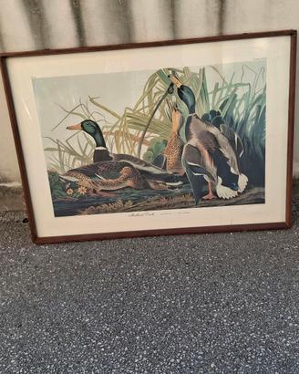Quadro con le papere