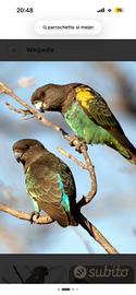 Parrochetti di meyer