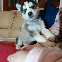 Siberian husky