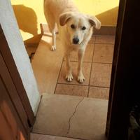 Meticcio