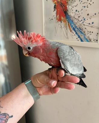 Cacatua rosa e cacatua lutino