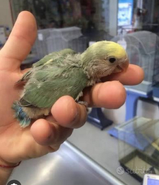 Inseparabile da inbecco