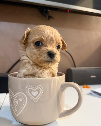 Maltipoo mini toy