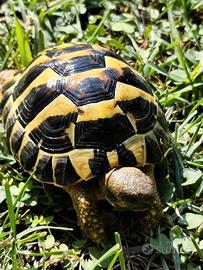 Tartaruga Testudo Hermanni Maschio 47 del 2021