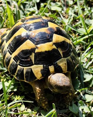 Tartaruga Testudo Hermanni Maschio 47 del 2021
