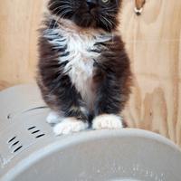 Ultima cucciola maine coon con pedigree