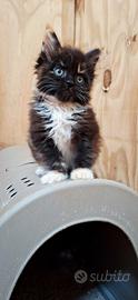 Ultima cucciola maine coon con pedigree