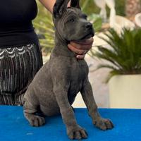 Cane corso cuccioli