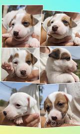 Cuccioli jack Russell terrier
