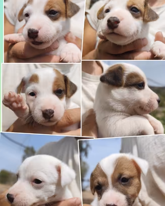 Cuccioli jack Russell terrier
