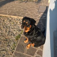 Rottweiler per monta