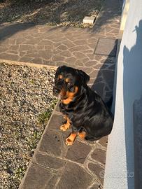 Rottweiler per monta