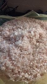 segatura sdrucciolata